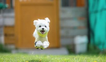 マルチーズが飛んでいる!?駆け回っている一瞬を捉えた写真が話題に「コマーシャルのカットに使えそう」「飛行犬だぁー」