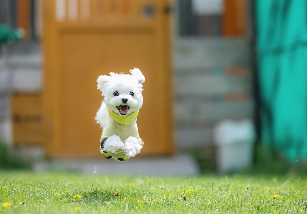 マルチーズが飛んでいる!?駆け回っている一瞬を捉えた写真が話題に「コマーシャルのカットに使えそう」「飛行犬だぁー」