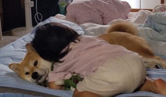 幼い女の子に何をされても動じない!柴犬のお姉ちゃんっぷりが話題が「動かざるごと柴の如し」「ふぅ、やれやれ・・・みたいな顔」