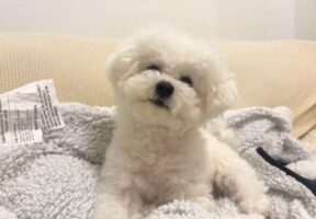 普段は使えないブランケットにのれてうれしいの？ご機嫌なビションフリーゼがかわいすぎる！