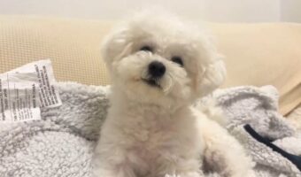 普段は使えないブランケットにのれてうれしいの?ご機嫌なビションフリーゼがかわいすぎる!