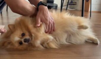 くるくる回されているポメラニアン。何が起きているのか分かってなさそうな様子がかわいすぎる！