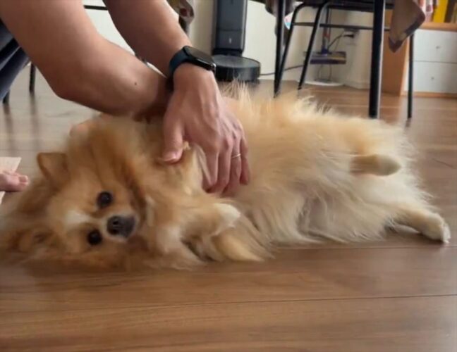 くるくる回されているポメラニアン。何が起きているのか分かってなさそうな様子がかわいすぎる！