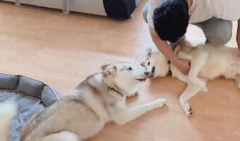 ハスキー犬がヤキモチ!?愛犬たちのナデナデタイムの一幕が話題に「そんなに覗き込まれたらたまらん」「こういうの好き」