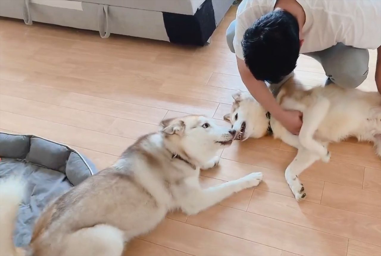 ハスキー犬がヤキモチ!?愛犬たちのナデナデタイムの一幕が話題に「そんなに覗き込まれたらたまらん」「こういうの好き」