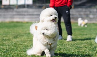 仲良しすぎるビションフリーゼたち。鏡餅状態になっている姿に反響「いくらなんでもかわいすぎます」「きゃわわんわんこ」