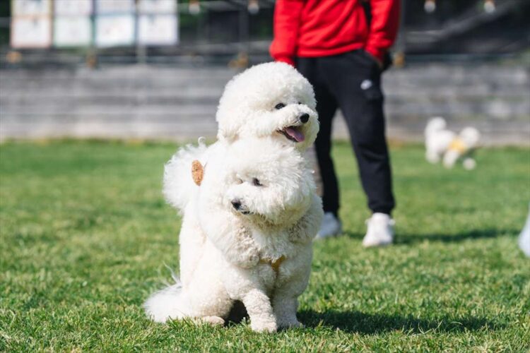 仲良しすぎるビションフリーゼたち。鏡餅状態になっている姿に反響「いくらなんでもかわいすぎます」「きゃわわんわんこ」