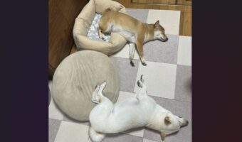 ベッドから出ちゃっているよ!?柴犬たちの寝姿に反響