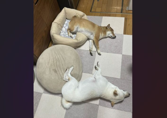 ベッドから出ちゃっているよ！？柴犬たちの寝姿に反響