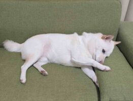 快眠のため、クッションの角度を念入りにチェック！？柴犬の行動に反響「かしこいな～」「快眠したいよね」