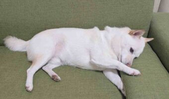 快眠のため、クッションの角度を念入りにチェック!?柴犬の行動に反響「かしこいな~」「快眠したいよね」