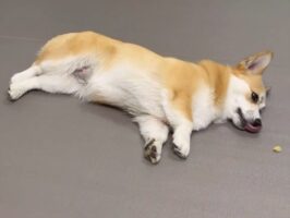 横着が失敗したコーギー。おやつが食べられなくてジタバタする様子に「取れないー！って怒ってるの、最高にかわいい」