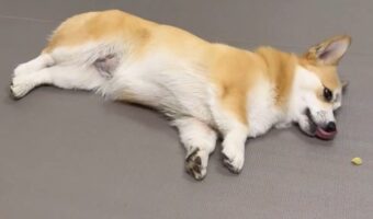 横着が失敗したコーギー。おやつが食べられなくてジタバタする様子に「取れないー!って怒ってるの、最高にかわいい」