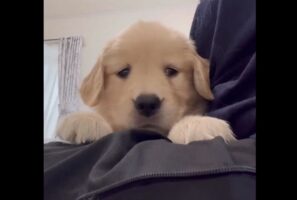 ゴールデンレトリバーの子犬がビックリ！スマートフォンに写る自分に驚いた？「かわいすぎて辛い」「知らない犬がいるワン」