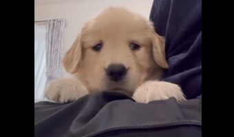 ゴールデンレトリバーの子犬がビックリ!スマートフォンに写る自分に驚いた?「かわいすぎて辛い」「知らない犬がいるワン」