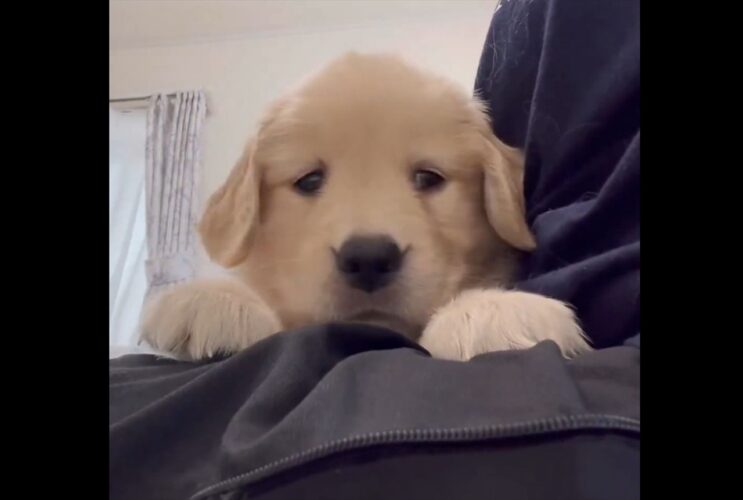 ゴールデンレトリバーの子犬がビックリ！スマートフォンに写る自分に驚いた？「かわいすぎて辛い」「知らない犬がいるワン」