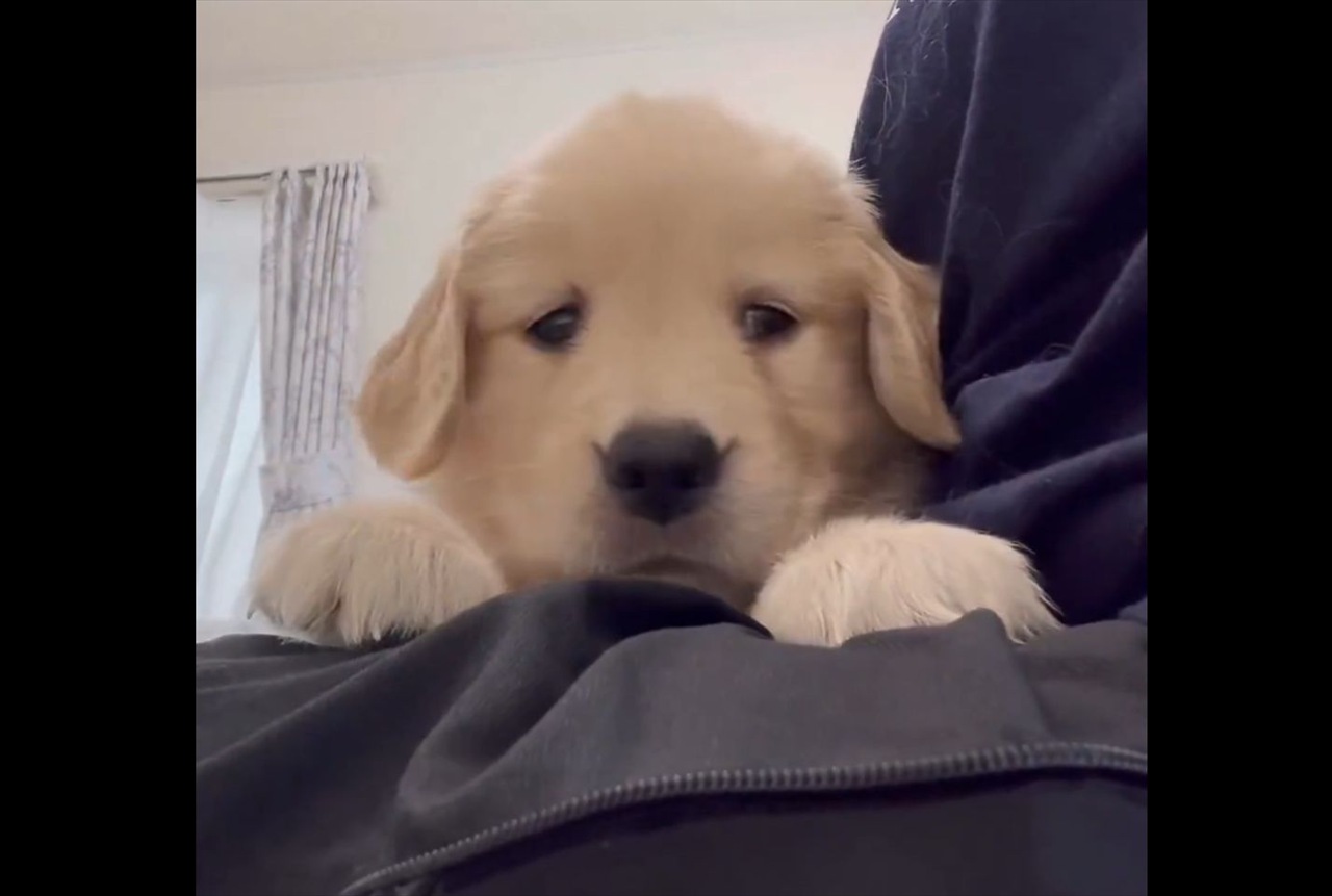 ゴールデンレトリバーの子犬がビックリ!スマートフォンに写る自分に驚いた?「かわいすぎて辛い」「知らない犬がいるワン」