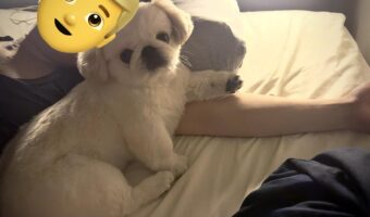 飼い主さんの真似っこ?ペキニーズの精いっぱいの腕枕があまりにもかわいいと話題に「健気でいい子ですね」「気持ちだしてるねぇ!」