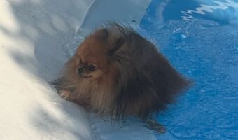 ポメラニアンに「滑って落ちちゃう子が多いので気を付けてね」と言った5分後の出来事に反響「やっちまったお顔してますね」「虚無感」