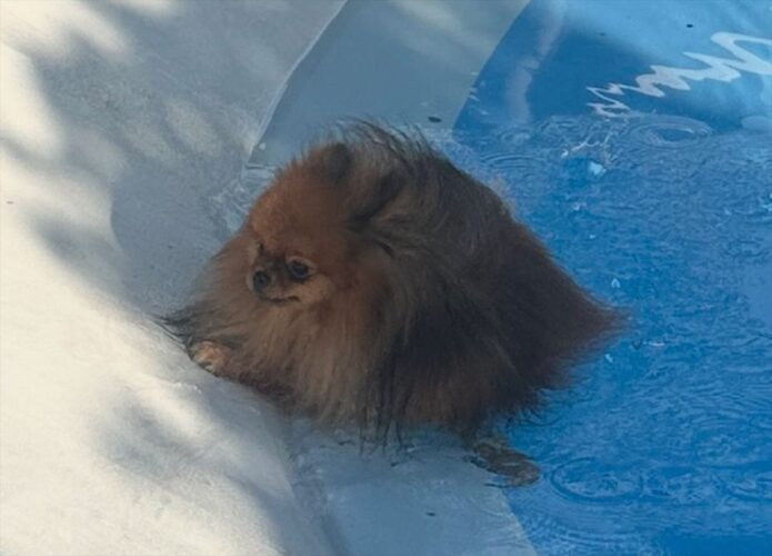 ポメラニアンに「滑って落ちちゃう子が多いので気を付けてね」と言った5分後の出来事に反響「やっちまったお顔してますね」「虚無感」