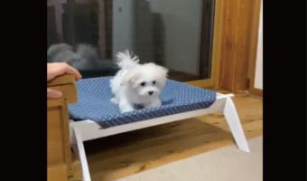 ジャンプをしようとするマルチーズ。直前にハッと気合を入れるのがかわいすぎる「すごい！アスリートみたいですね」