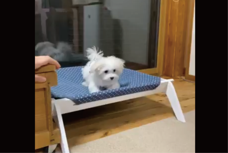 ジャンプをしようとするマルチーズ。直前にハッと気合を入れるのがかわいすぎる「すごい！アスリートみたいですね」