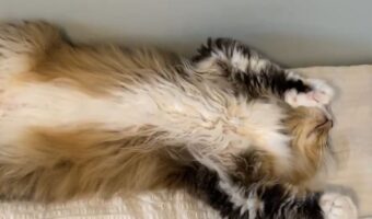 仰向けになってふみふみ。宙に向かっておててを動かすネコが話題に「エアーふみふみ！」「かわいい～」