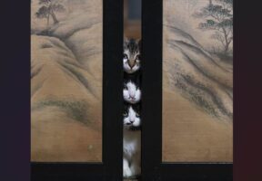 襖の奥から顔をのぞかせるネコたち。縦に並んだ光景が話題に「かわいいスキマねこ」「にゃんこのトーテンポール」