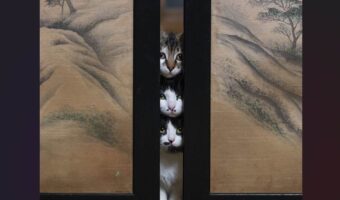 襖の奥から顔をのぞかせるネコたち。縦に並んだ光景が話題に「かわいいスキマねこ」「にゃんこのトーテンポール」
