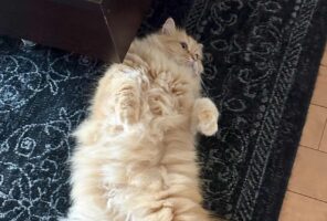 寝坊した飼い主さんを二度寝に誘う・・。寝転がるラガマフィンが話題に「ふっかふかのネコには抗えない」「ネコ吸いする以外ないですね」