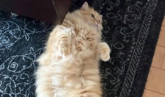 寝坊した飼い主さんを二度寝に誘う・・。寝転がるラガマフィンが話題に「ふっかふかのネコには抗えない」「ネコ吸いする以外ないですね」