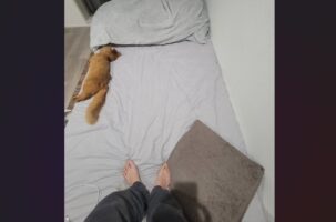 ネコが飼い主さんのベッドを占拠・・してない！スペースを空けるように端っこで横になる姿が話題に