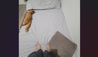 ネコが飼い主さんのベッドを占拠・・してない!スペースを空けるように端っこで横になる姿が話題に
