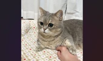 ネコにかまってもらおうと手を伸ばしたら・・。飼い主さんをノールックであしらう様子が話題に「スンとしたお顔がかわいい」「今いいところだから邪魔するにゃ~」