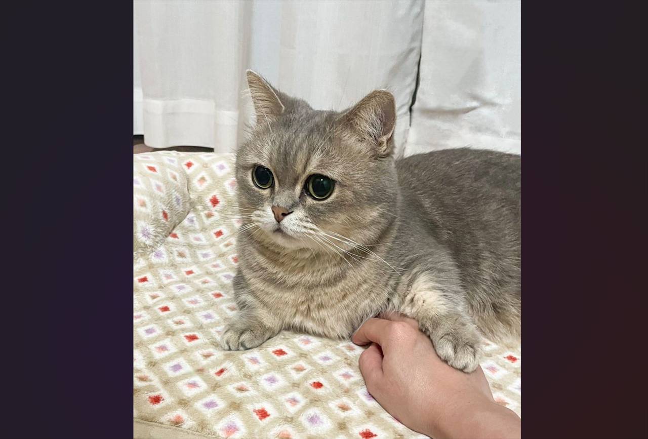 ネコにかまってもらおうと手を伸ばしたら・・。飼い主さんをノールックであしらう様子が話題に「スンとしたお顔がかわいい」「今いいところだから邪魔するにゃ~」