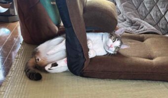 ネコが頭を通した場所は・・。座椅子に貫通する姿が話題に「これが正しい座椅子の使い方にゃんよ」「置物が横になっとるにしか見えん」