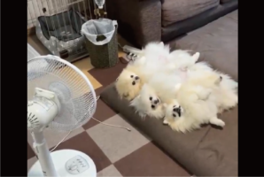 扇風機の前をポメラニアン3姉妹が占領！暑い日に涼む姿が話題に「同じ格好で並んでまぁ」「ポメちゃん達の開きだ！」