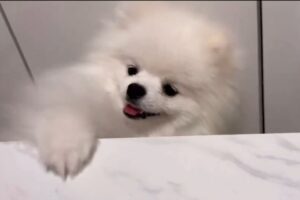 体温計におててを伸ばすポメラニアン。あとちょっとがもどかしくて遠い！！「ずーーーーっと見ていられる」「めっちゃかわいい」