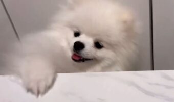 体温計におててを伸ばすポメラニアン。あとちょっとがもどかしくて遠い!!「ずーーーーっと見ていられる」「めっちゃかわいい」