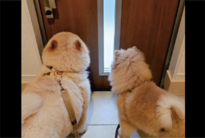お散歩のゲートオープン待ち！ドアが開けられるのを待つ愛犬たちの後ろ姿に反響「うきうきが伝わってきます」「これだけでかわいいって何なんでしょ？」