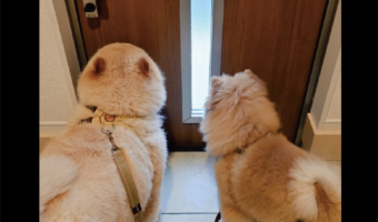 お散歩のゲートオープン待ち!ドアが開けられるのを待つ愛犬たちの後ろ姿に反響「うきうきが伝わってきます」「これだけでかわいいって何なんでしょ?」