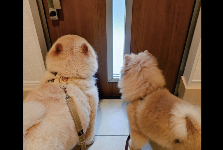 お散歩のゲートオープン待ち！ドアが開けられるのを待つ愛犬たちの後ろ姿に反響「うきうきが伝わってきます」「これだけでかわいいって何なんでしょ？」