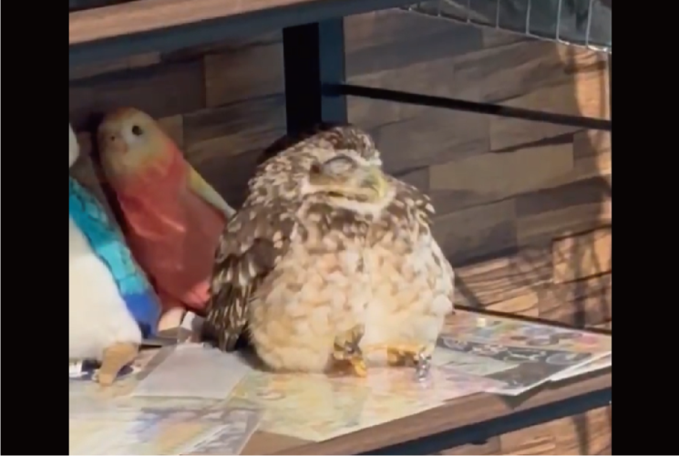 商品棚にフクロウが！？陳列されている姿がかわいいと話題に「動いた瞬間びっくりしそう」「足を投げ出してる・・・」