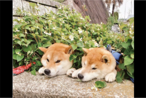 柴犬がドクダミ畑でデトックス！？くつろぎタイムを堪能する姿に反響「砂風呂ならぬドクダミ風呂」「畑から生えてるみたい」