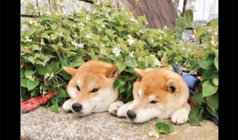 柴犬がドクダミ畑でデトックス！？くつろぎタイムを堪能する姿に反響「砂風呂ならぬドクダミ風呂」「畑から生えてるみたい」