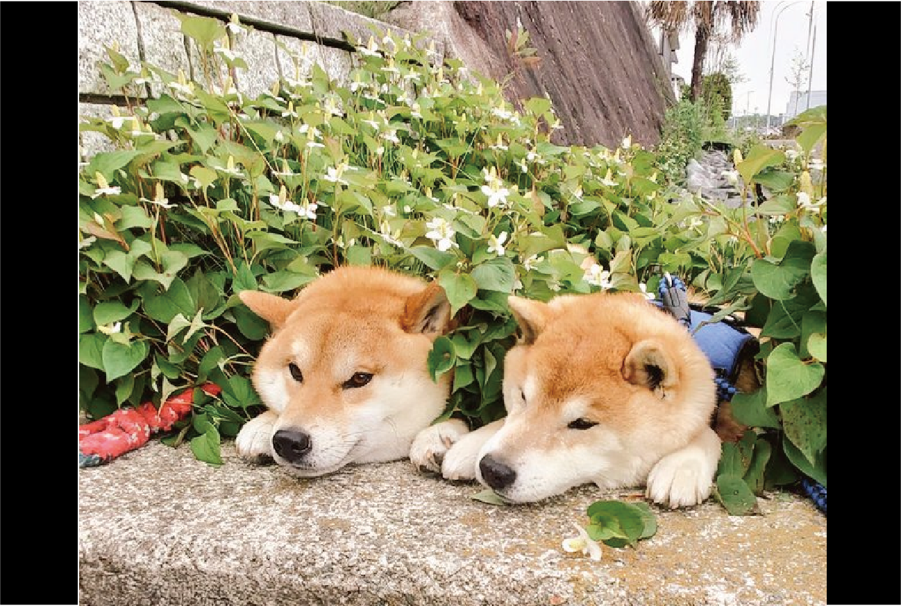 柴犬がドクダミ畑でデトックス!?くつろぎタイムを堪能する姿に反響「砂風呂ならぬドクダミ風呂」「畑から生えてるみたい」