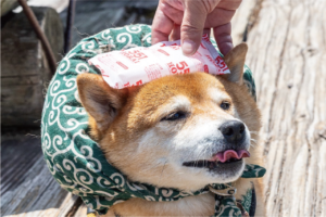 柴犬の頭に保冷剤を当ててあげたら・・。そのリアクションが話題に「ベロが大変なことになってるよ～」「可愛すぎますね」