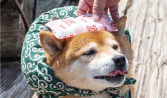 柴犬の頭に保冷剤を当ててあげたら・・。そのリアクションが話題に「ベロが大変なことになってるよ～」「可愛すぎますね」