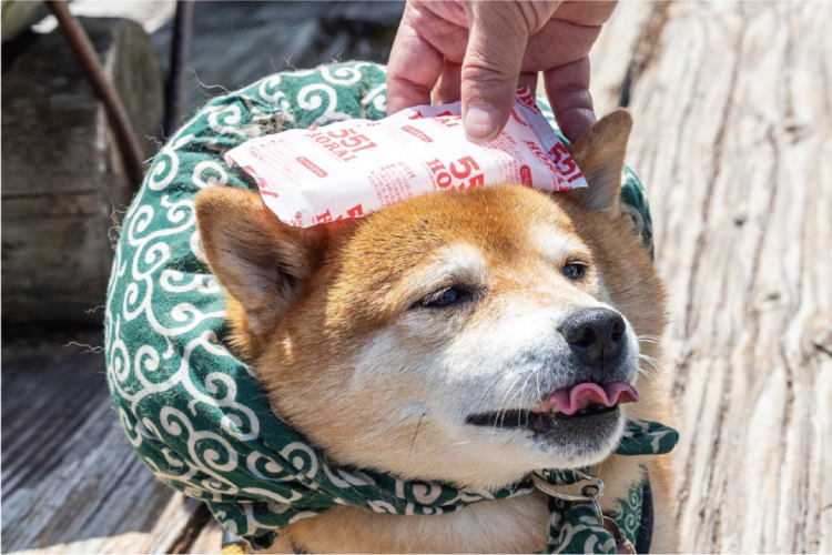 柴犬の頭に保冷剤を当ててあげたら・・。そのリアクションが話題に「ベロが大変なことになってるよ～」「可愛すぎますね」