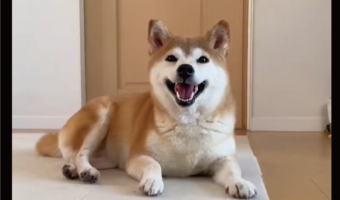 満面の笑みがスンっと真顔に。イタズラがバレそうになった柴犬の表情の変化が話題に「にこっりからのすーん」「顔変わりすぎ〜」